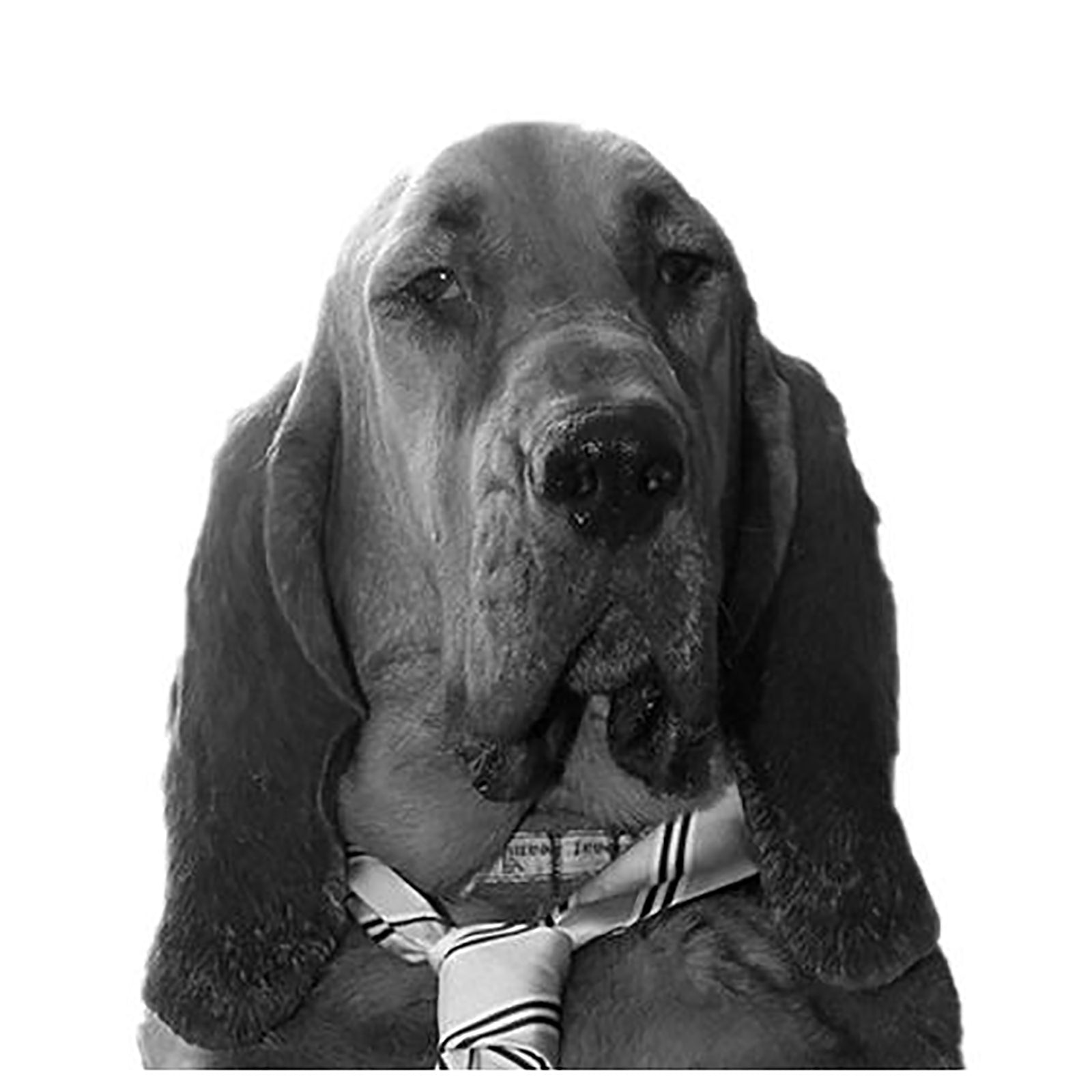 Buckley :  Support Staff