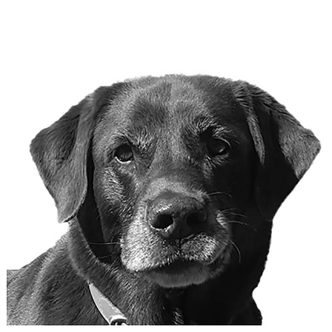 Griz : Support Staff