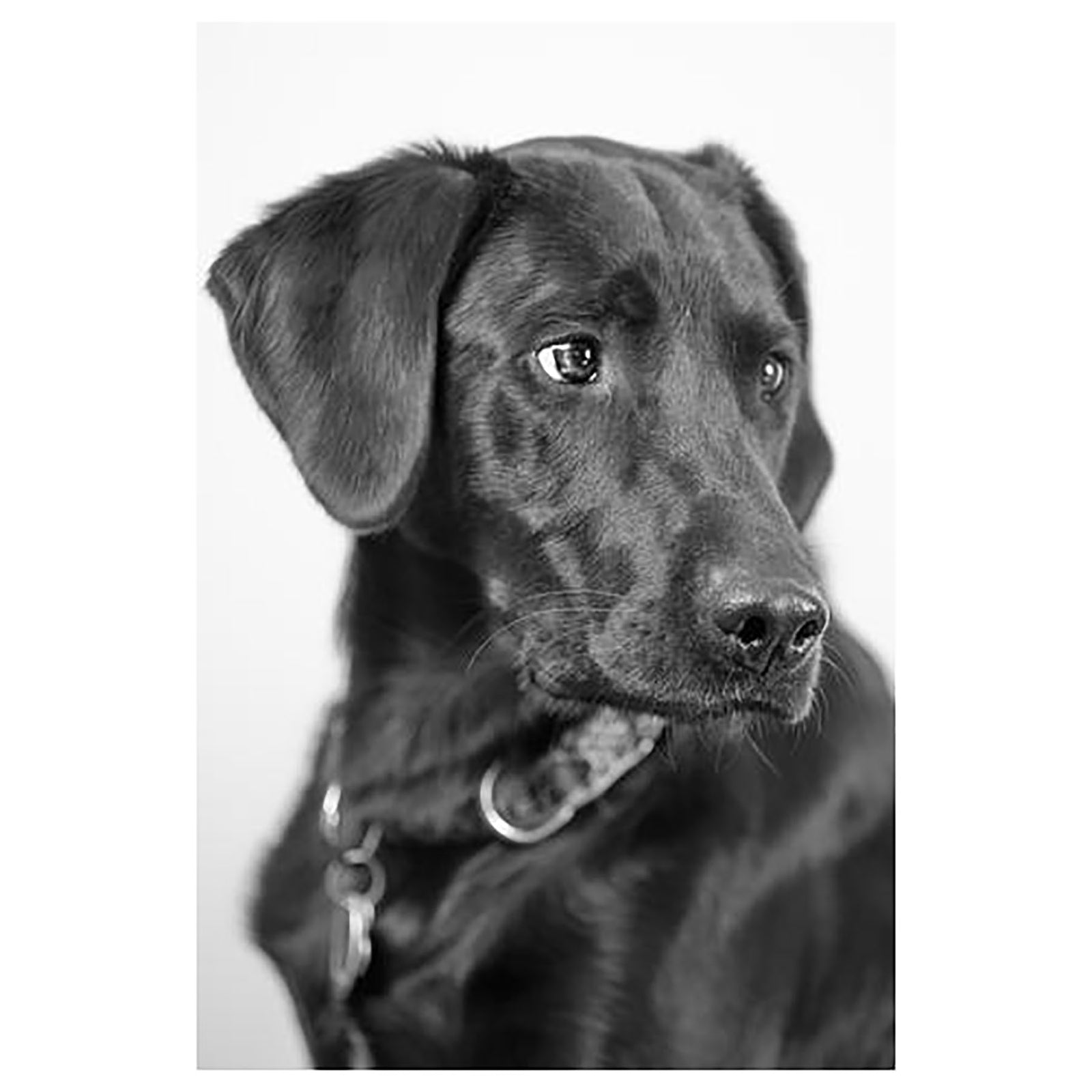 Ziggy : Support Staff