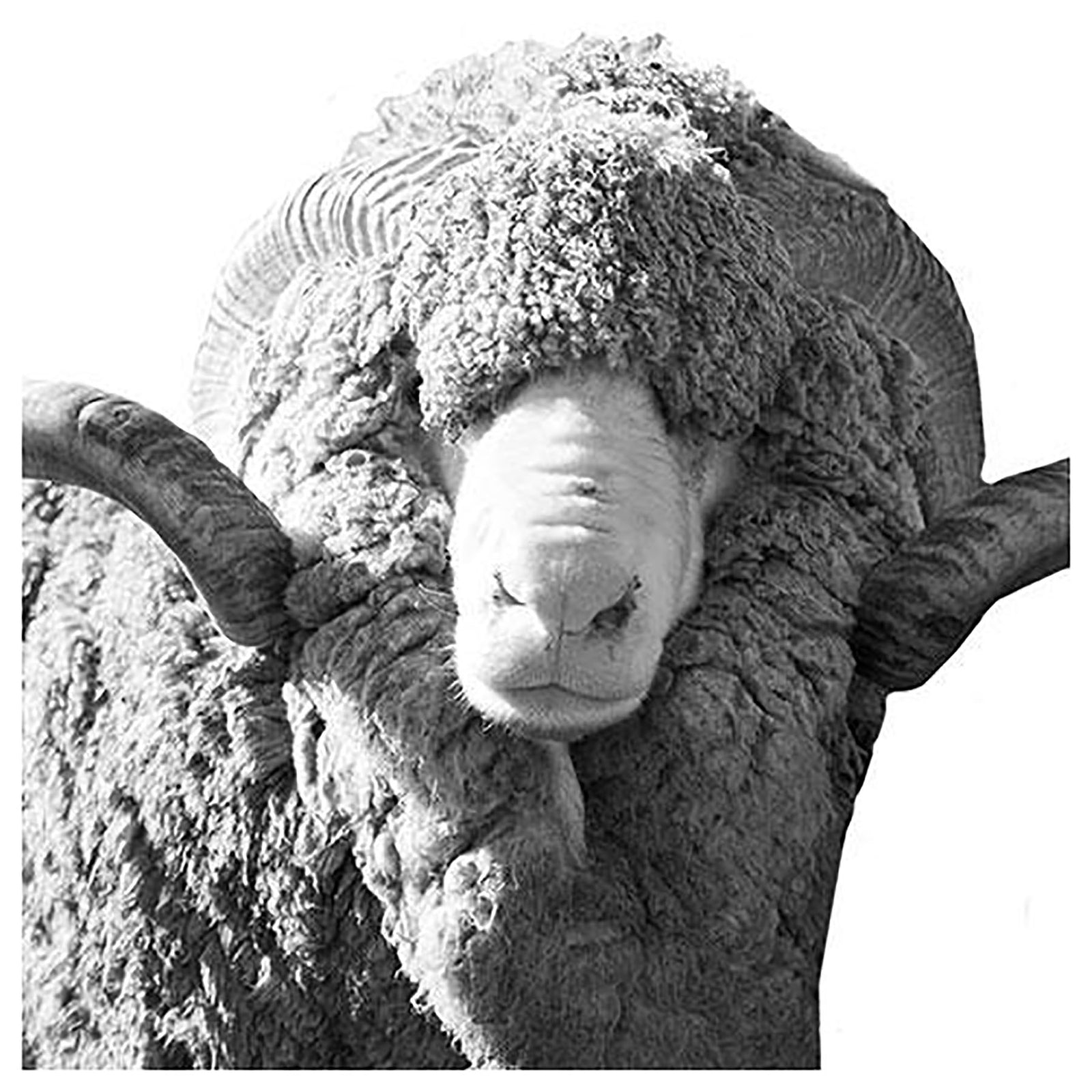 Ewegene : Ambaaaassador